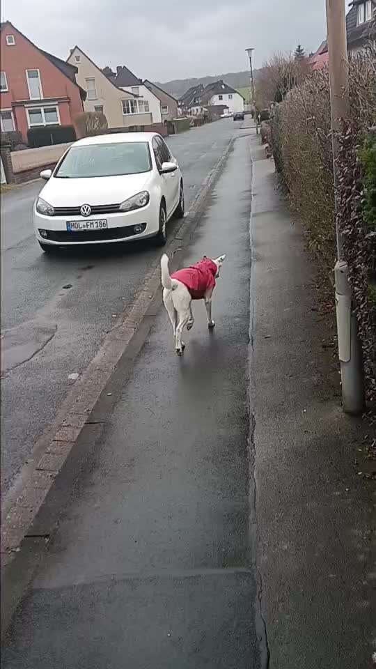 Impulskontrollübung Nr 69 : Ich achte auf Dich !-Beitrag-Bild