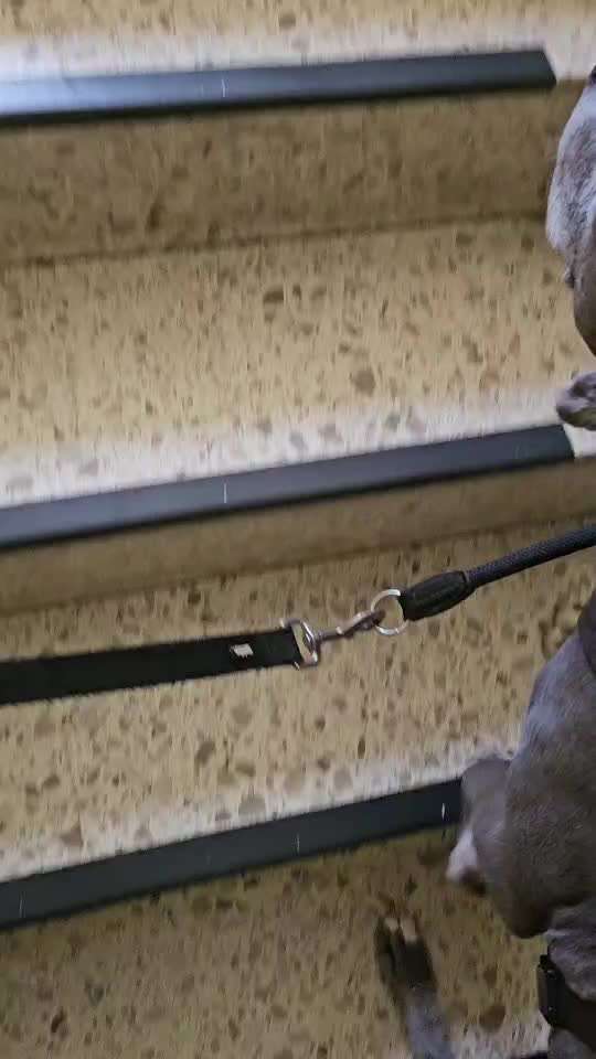 Was hat euch heute mit eurem Hund gefreut?-Beitrag-Bild