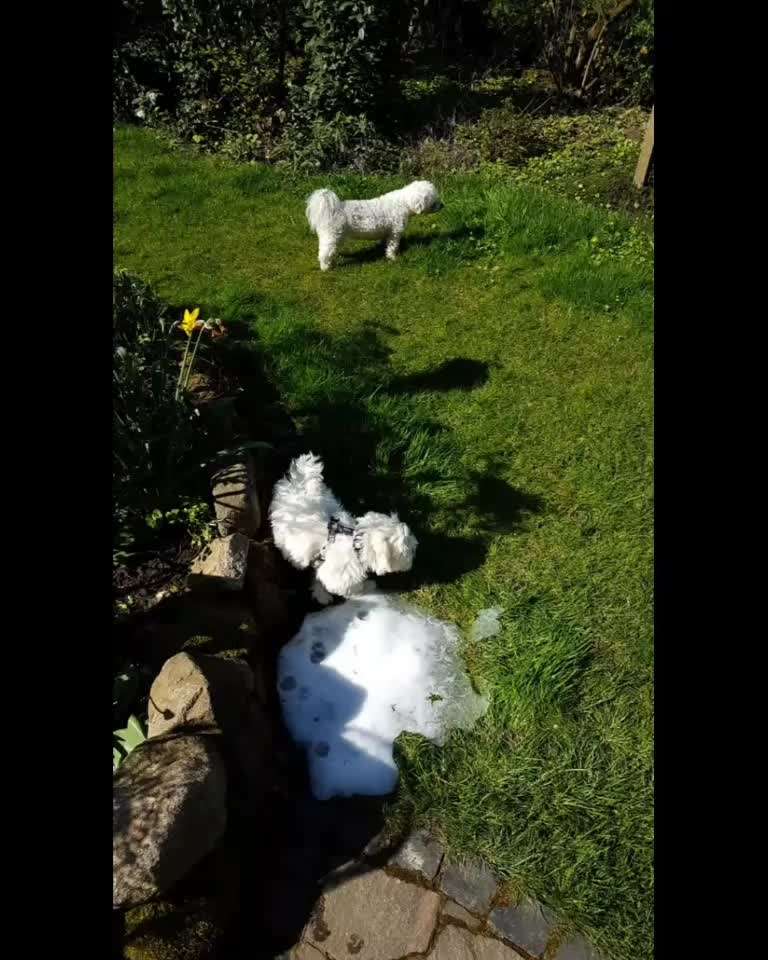 8. Kurzgeschichten Challenge 
Wie ich groß geworden bin-Beitrag-Bild