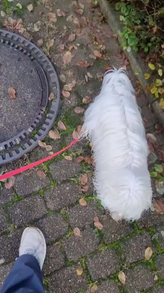 Gangbild/-analyse-Beitrag-Bild