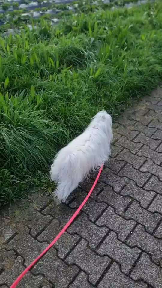 Gangbild/-analyse-Beitrag-Bild