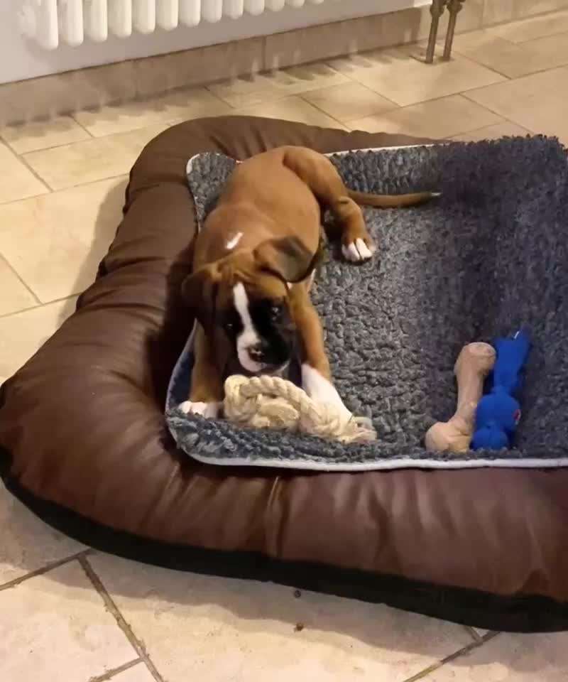 Handy Video Challenge Nr.36 Indoorbespaßung-Beitrag-Bild