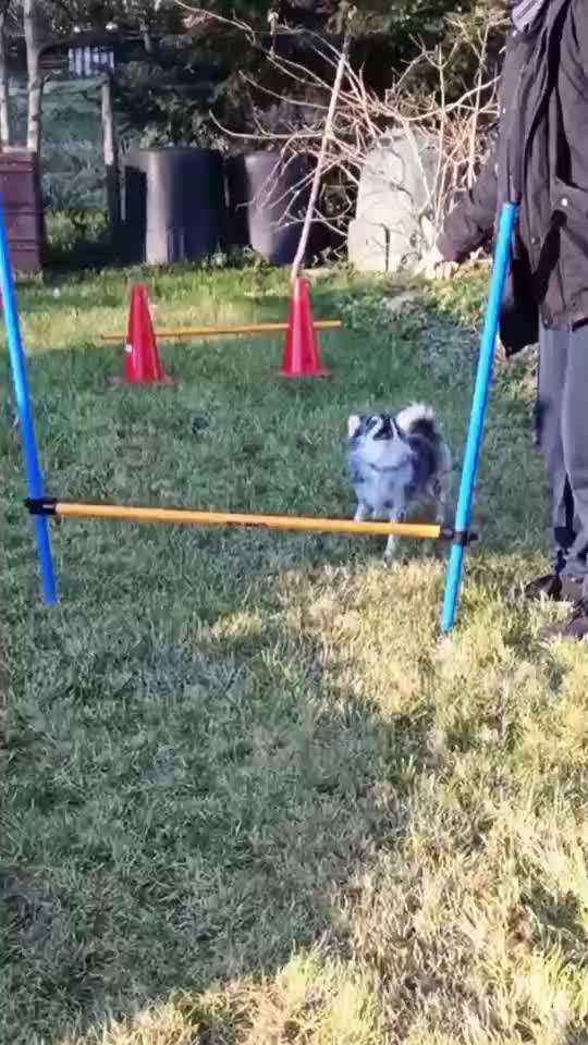 Gibt es Agility Fans unter uns ?-Beitrag-Bild