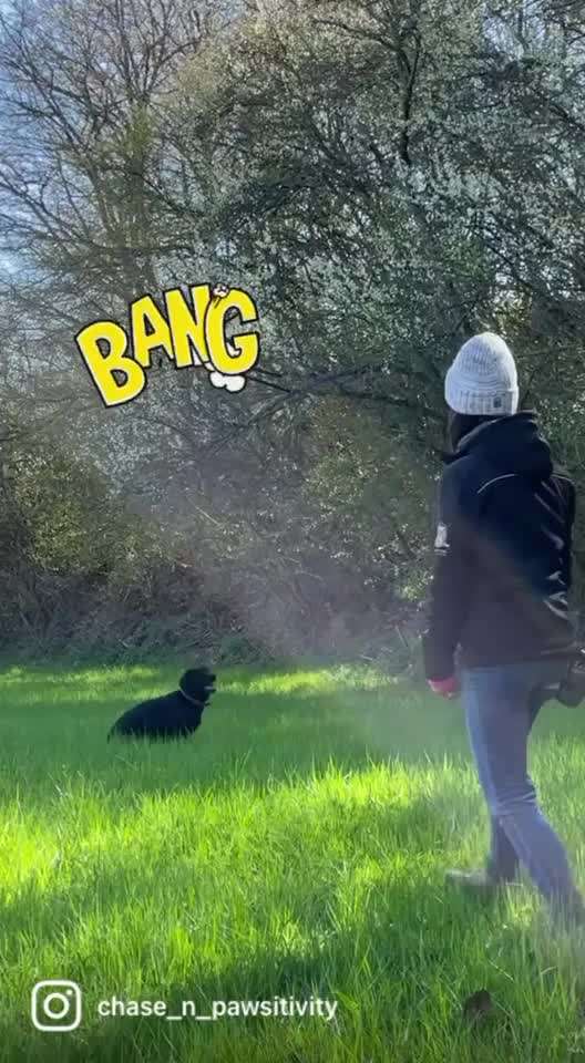 Trickdogging-Beitrag-Bild