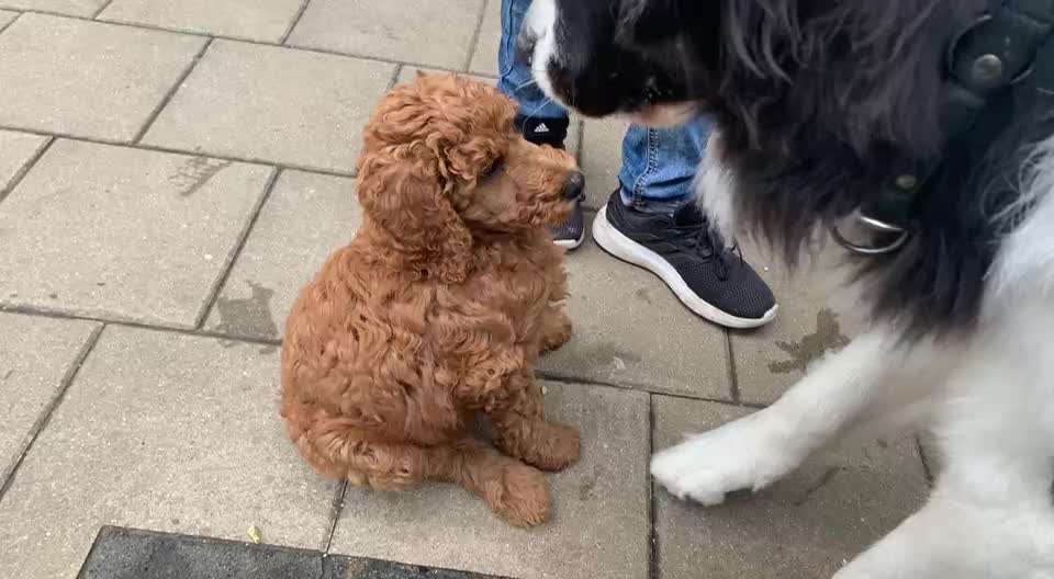 aktuelles Foto Gruppe Pudel