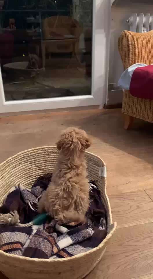 aktuelles Foto Gruppe Pudel