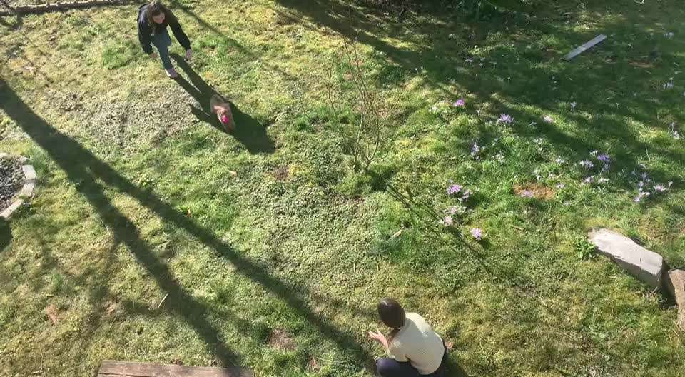 aktuelles Foto Gruppe Pudel