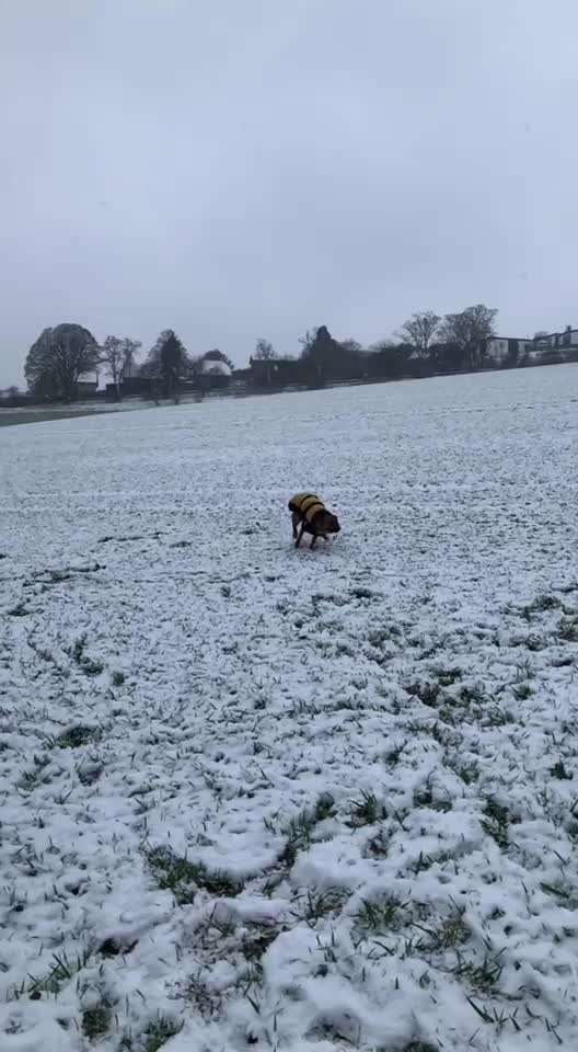 Rhodesian Ridgeback-Beitrag-Bild