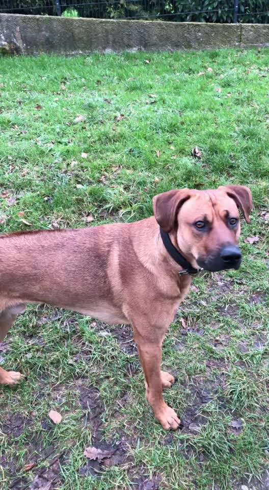 Rhodesian Ridgeback-Beitrag-Bild