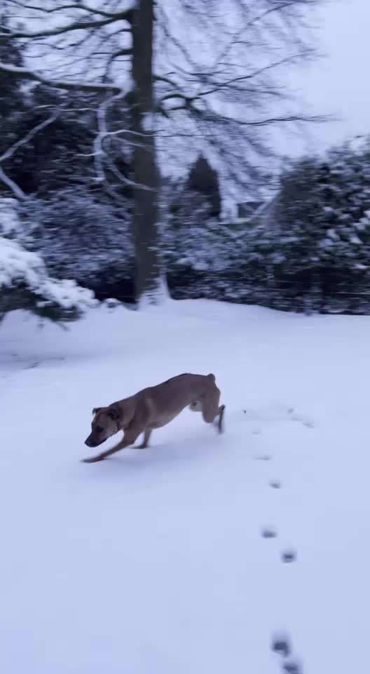 Rhodesian Ridgeback-Beitrag-Bild