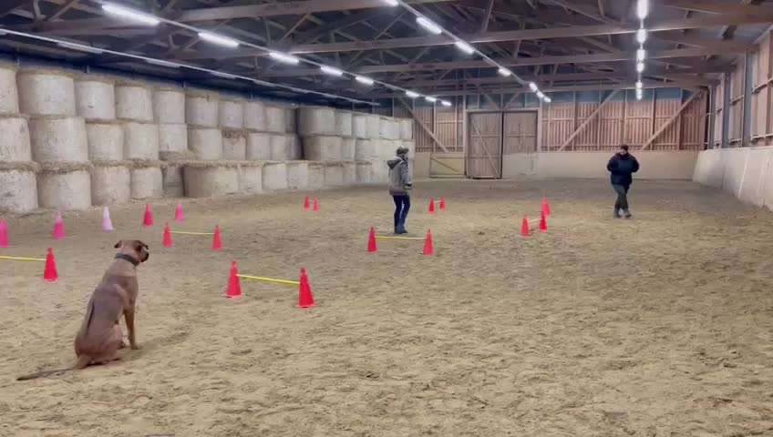 Rhodesian Ridgeback-Beitrag-Bild