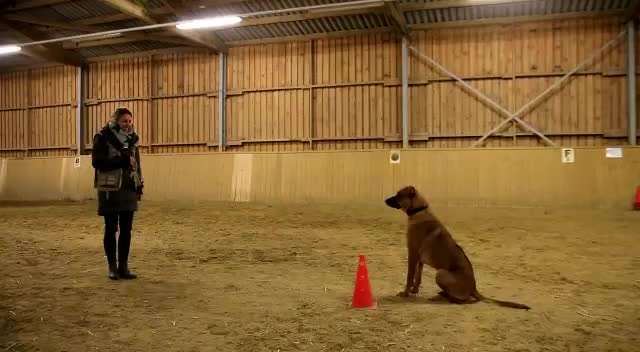 Rhodesian Ridgeback-Beitrag-Bild