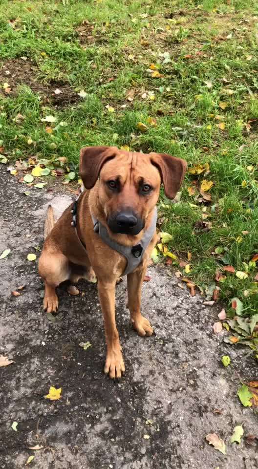 Rhodesian Ridgeback-Beitrag-Bild