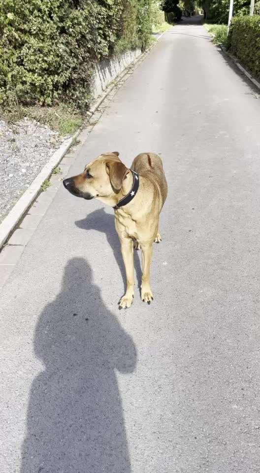 Rhodesian Ridgeback-Beitrag-Bild