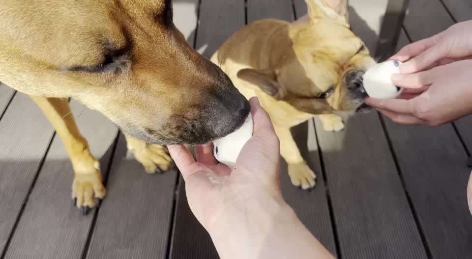 Rhodesian Ridgeback-Beitrag-Bild