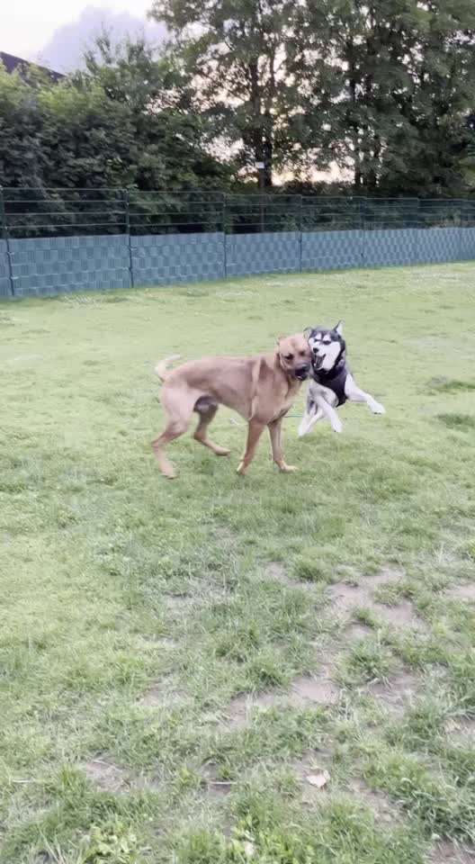 Rhodesian Ridgeback-Beitrag-Bild