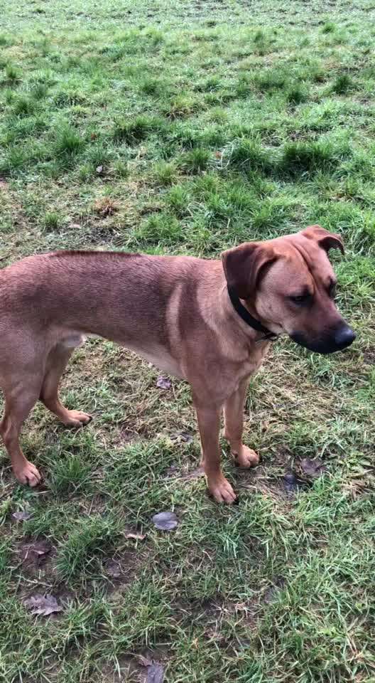 Rhodesian Ridgeback-Beitrag-Bild