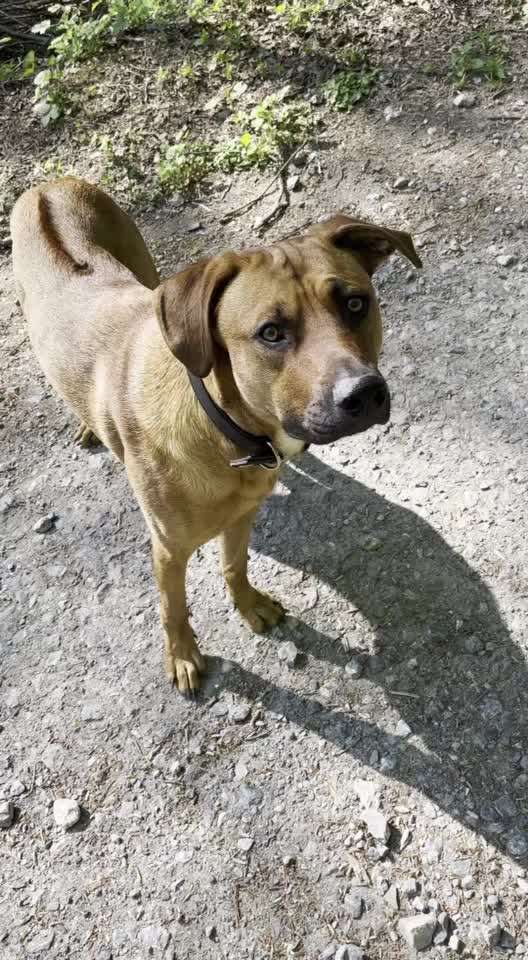 Rhodesian Ridgeback-Beitrag-Bild