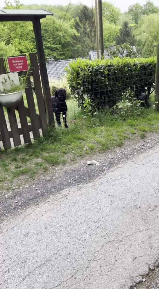 Rhodesian Ridgeback-Beitrag-Bild