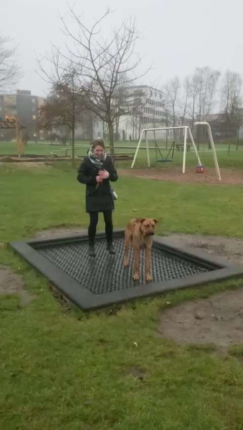 Rhodesian Ridgeback-Beitrag-Bild