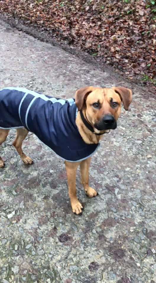 Rhodesian Ridgeback-Beitrag-Bild