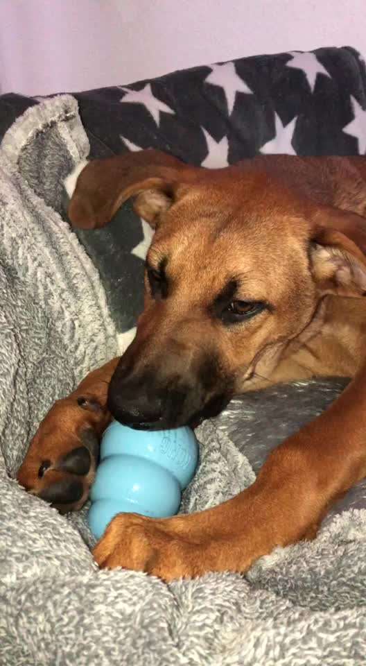 Rhodesian Ridgeback-Beitrag-Bild