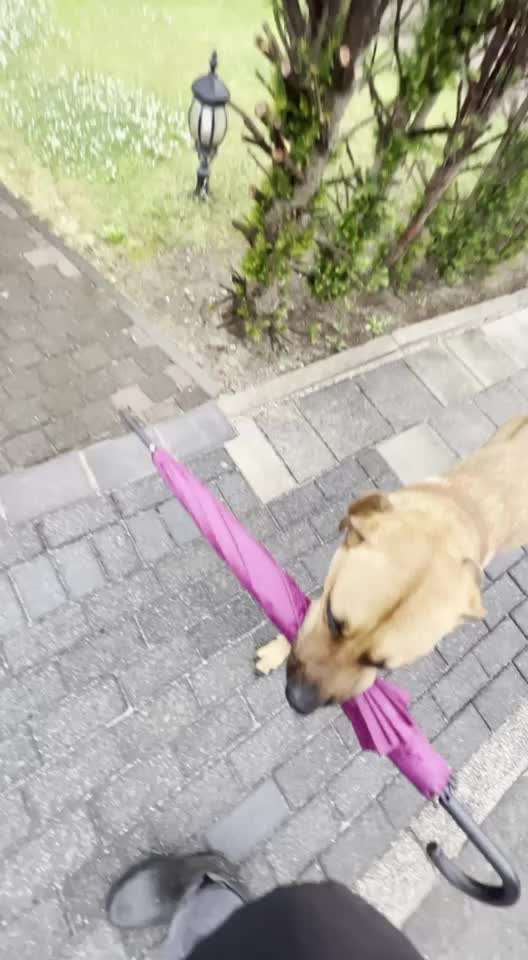 Rhodesian Ridgeback-Beitrag-Bild