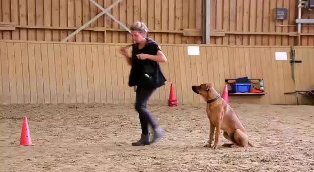 Rhodesian Ridgeback-Beitrag-Bild