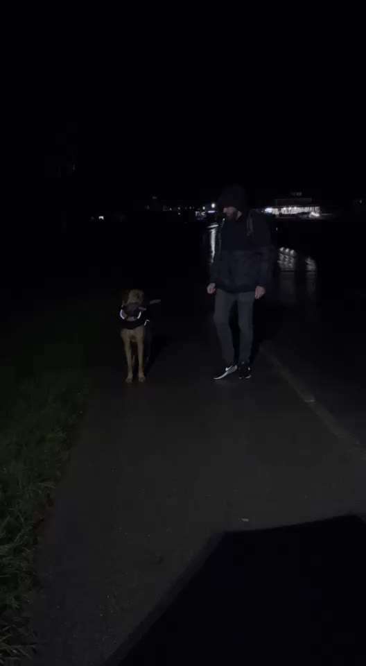 Rhodesian Ridgeback-Beitrag-Bild