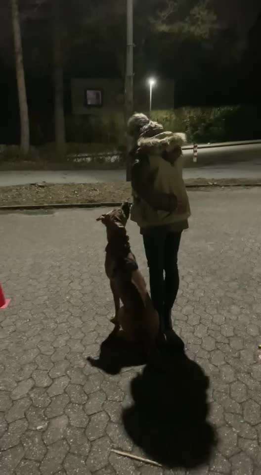 Rhodesian Ridgeback-Beitrag-Bild