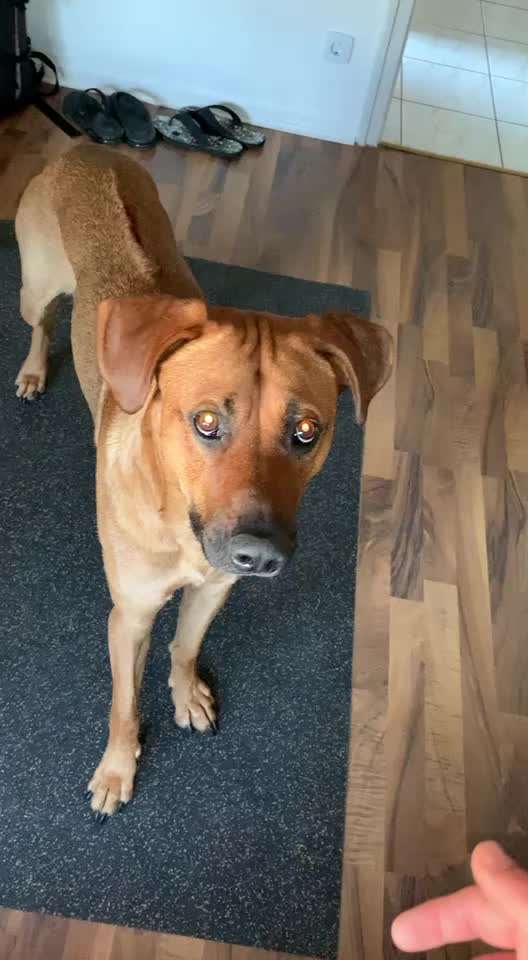 Rhodesian Ridgeback-Beitrag-Bild