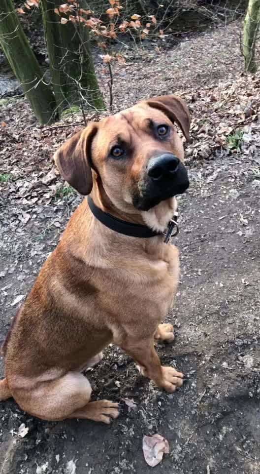 Rhodesian Ridgeback-Beitrag-Bild
