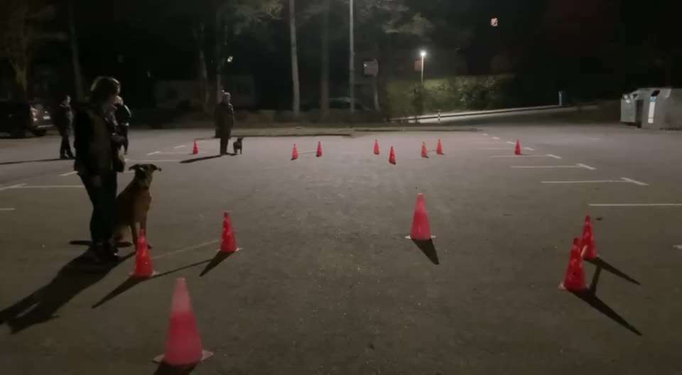 Rhodesian Ridgeback-Beitrag-Bild