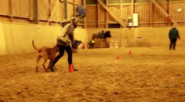 Rhodesian Ridgeback-Beitrag-Bild