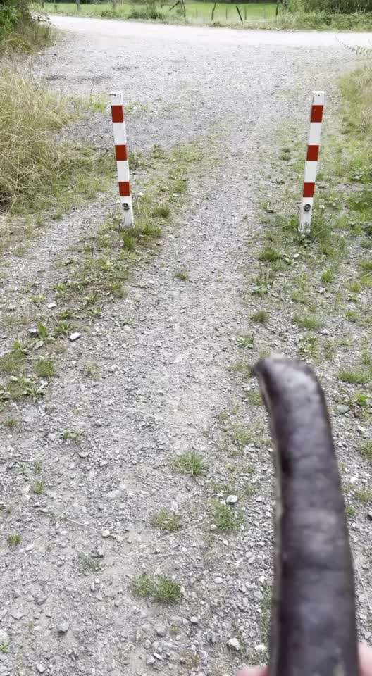 Rhodesian Ridgeback-Beitrag-Bild