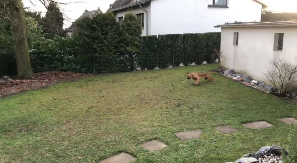 Rhodesian Ridgeback-Beitrag-Bild