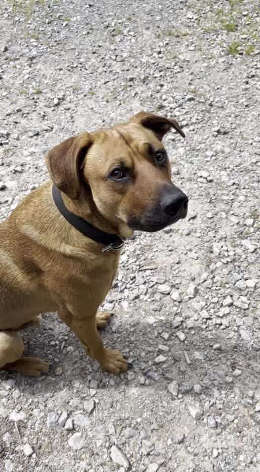 Rhodesian Ridgeback-Beitrag-Bild