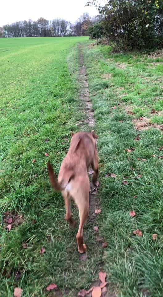 Rhodesian Ridgeback-Beitrag-Bild