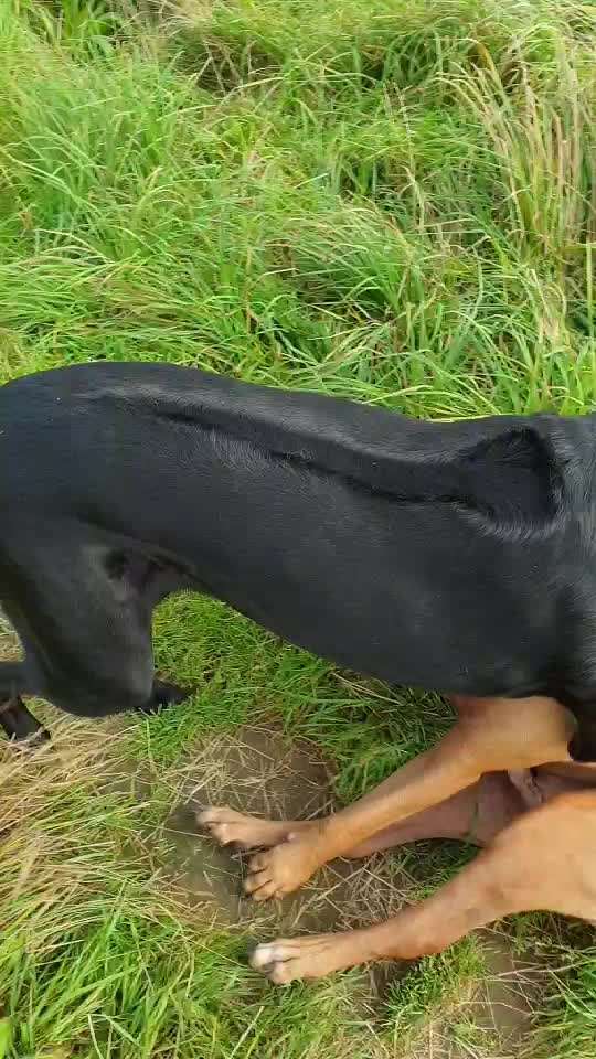 BIG LOVE :) mit 2 Hunden❣️-Beitrag-Bild