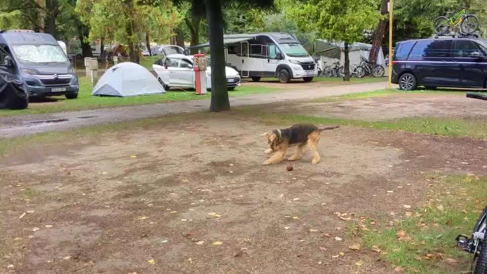 Airedale Terrier-Beitrag-Bild