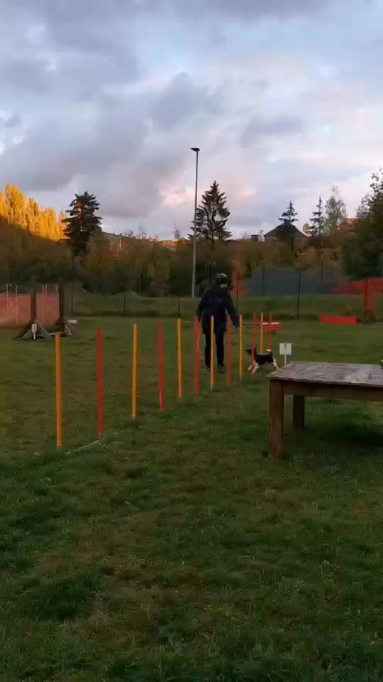 Gibt es Agility Fans unter uns ?-Beitrag-Bild