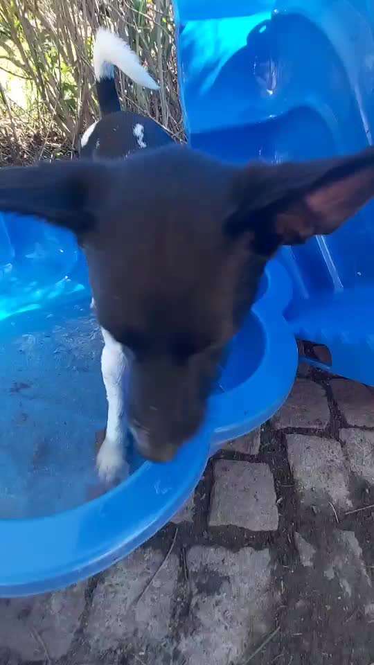 Wo sind die Jack und Parson Russell Terrier?-Beitrag-Bild