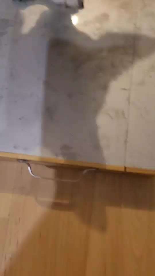 Hündin lässt Krallen nicht schneiden.-Beitrag-Bild