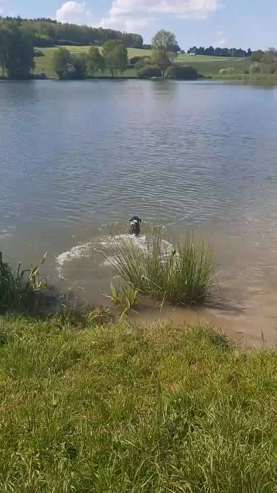 Wo sind die Jack und Parson Russell Terrier?-Beitrag-Bild