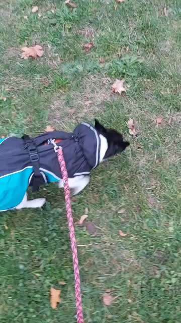 Zwingerhusten!-Beitrag-Bild