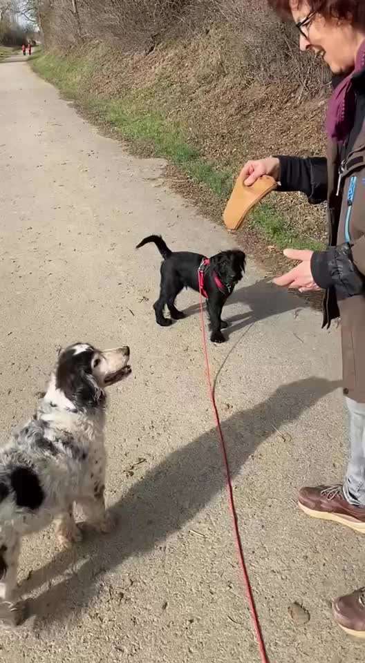 Apportier- Ungeduld ;)-Beitrag-Bild