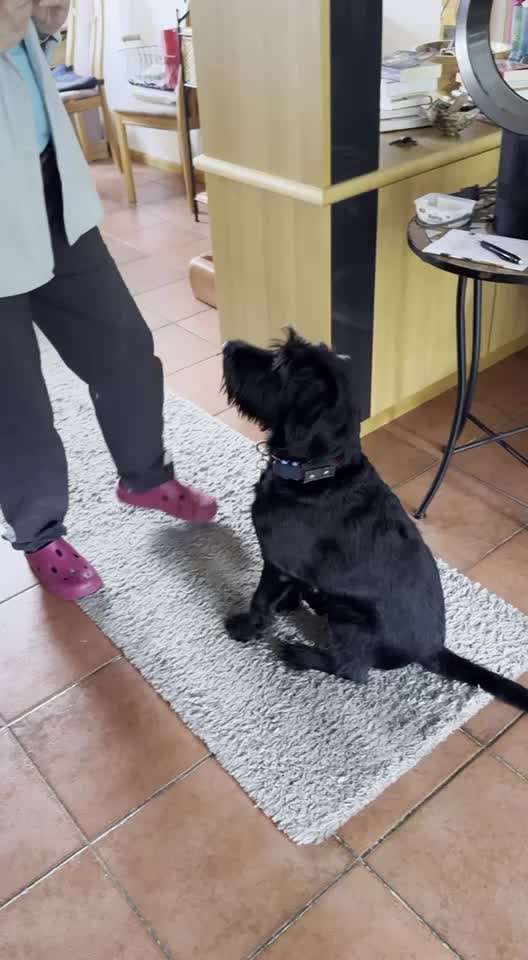 Trickchallenge - ich packe meinen 5. Koffer-Beitrag-Bild