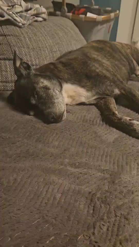 Hund schläft mit offenen Augen !?-Beitrag-Bild