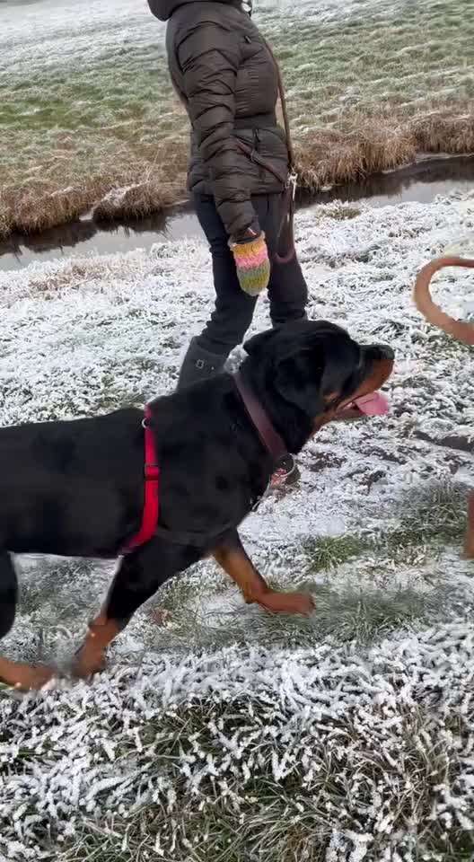 Würdet ihr auch Hundebegegnungen zulassen?-Beitrag-Bild