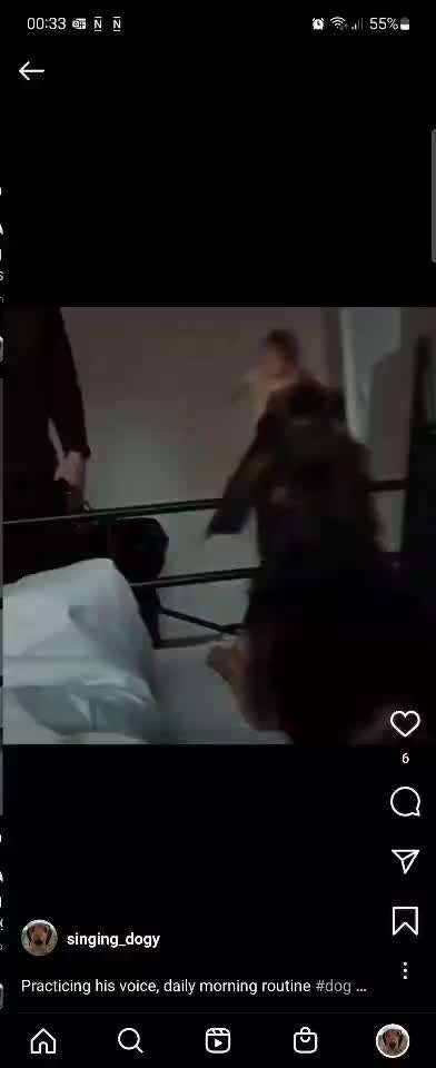 Typisch Jagdhund-Beitrag-Bild